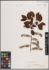 Foto von Salix caprea L.